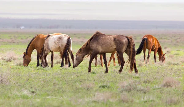 Un cheval dans un pâturage dans la nature — Photo