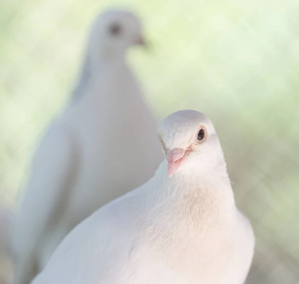 Hermosa paloma blanca en la naturaleza —  Fotos de Stock