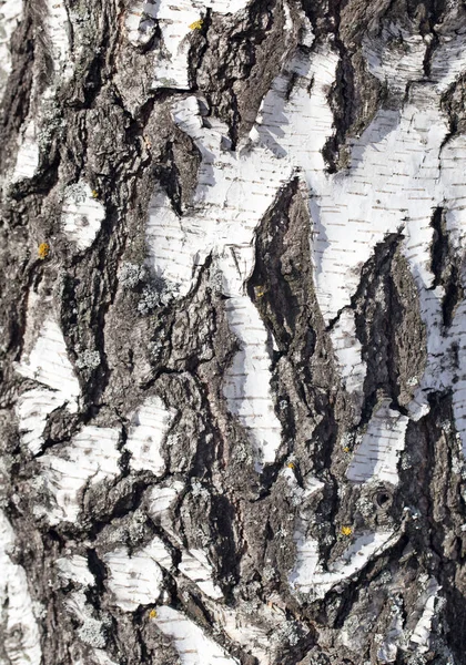 Achtergrond van de schors van de berk — Stockfoto