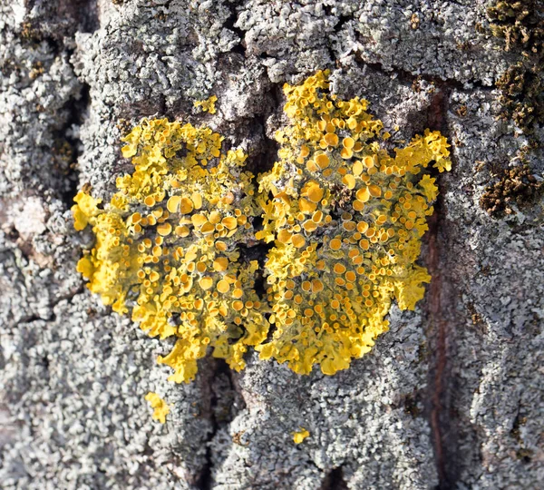 Mousse jaune sur l'arbre — Photo