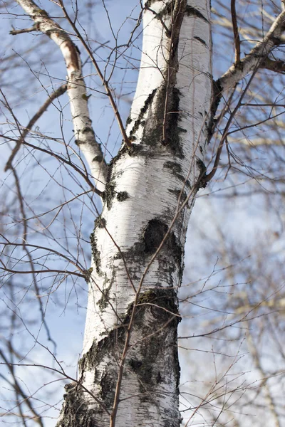 Stammen av en Björk mot den blå himlen — Stockfoto