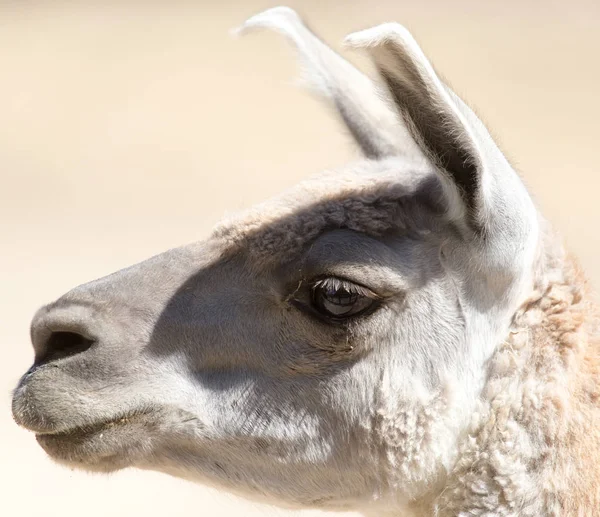 Портрет лами в зоопарку — стокове фото