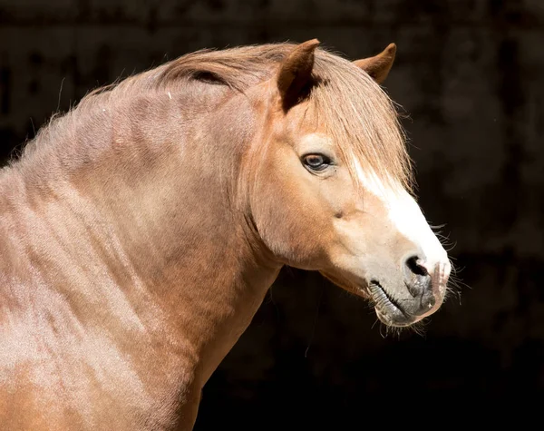 Retrato de um cavalo no zoológico — Fotografia de Stock