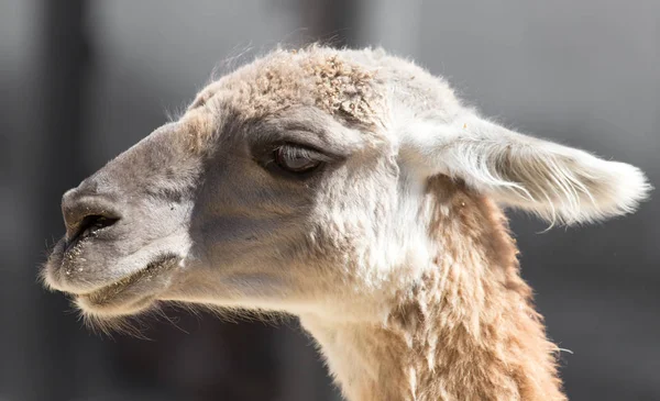 Porträt eines Lamas im Zoo — Stockfoto