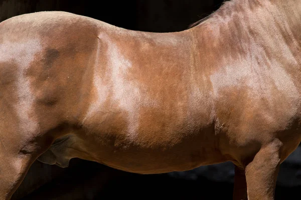 Peaux de chevaux de fond — Photo