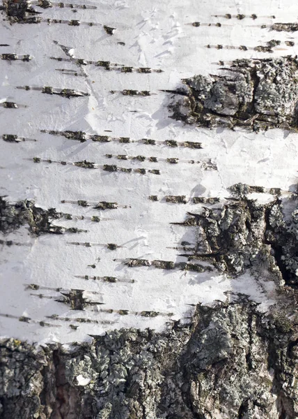 白樺の樹皮から背景 — ストック写真