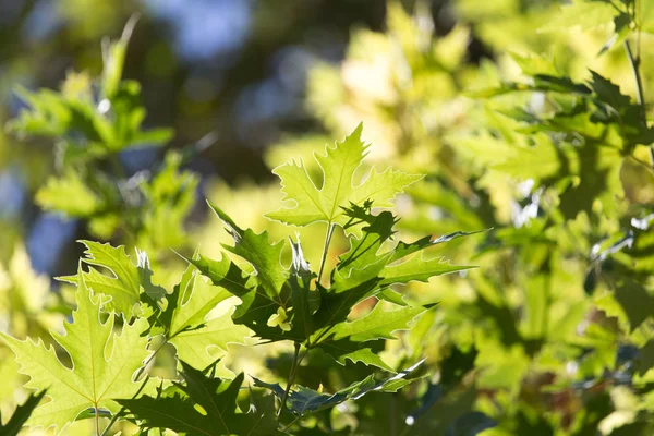 Vackra blad på träd i naturen — Stockfoto