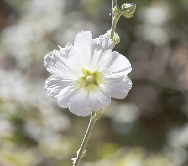 Witte bloem in de natuur — Stockfoto