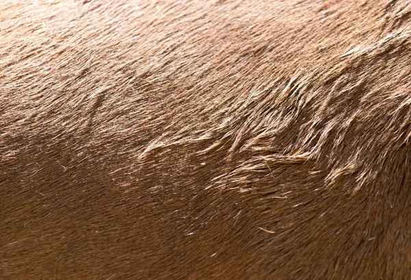 Bakgrunden häst skinn — Stockfoto