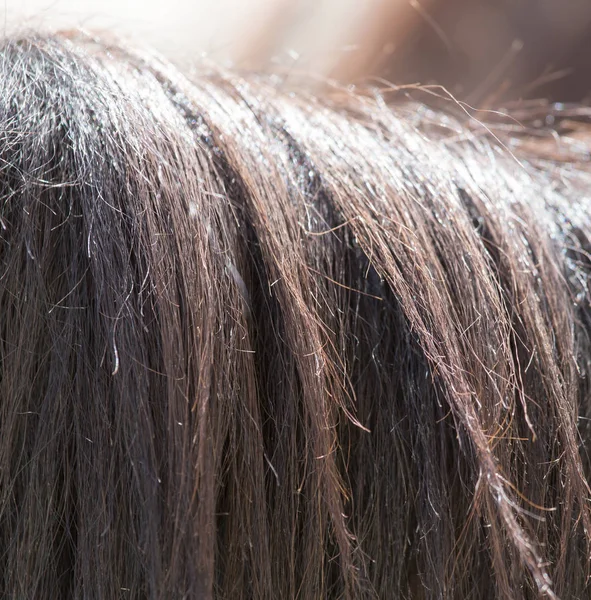 Fondo de la crin de los caballos — Foto de Stock