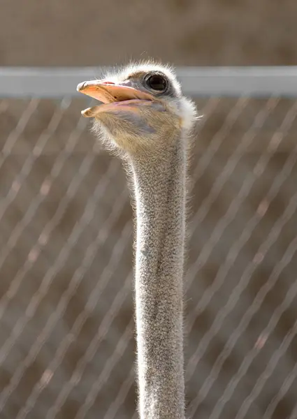 Portrait of ostrich on the nature — Stock Photo, Image