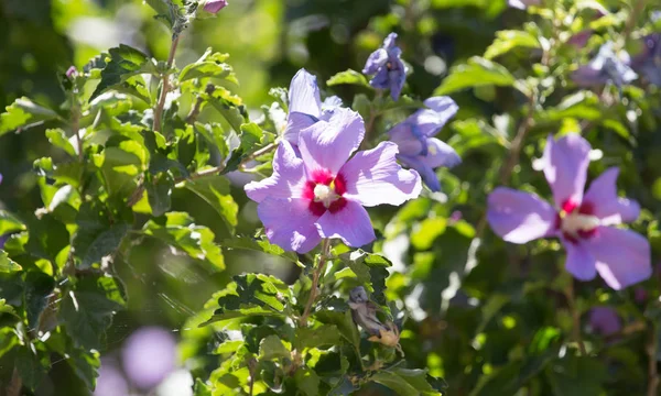 Красивый фиолетовый цветок в природе — стоковое фото