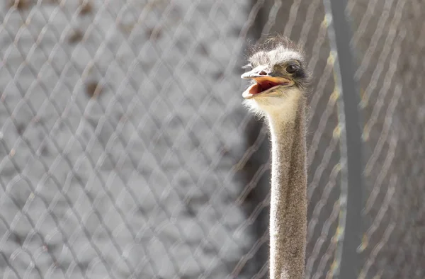 Portrait of ostrich on the nature — Stock Photo, Image