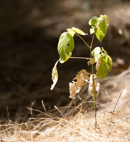 Kleine boom in de natuur — Stockfoto