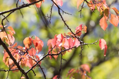 sonbaharda bir ağacın kırmızı yaprakları