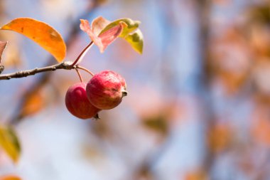 Doğadaki ağaçta kırmızı elma
