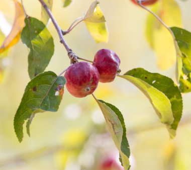 Doğadaki ağaçta kırmızı elma