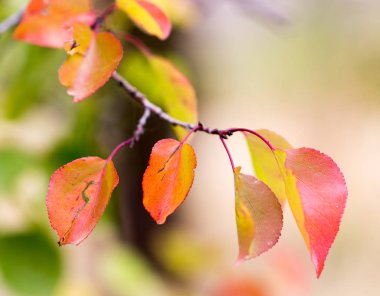 sonbaharda bir ağacın kırmızı yaprakları