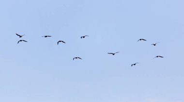 Gökyüzünde bir kuş sürüsü