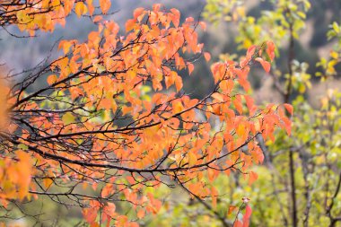 sonbaharda bir ağacın kırmızı yaprakları