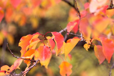 sonbaharda bir ağacın kırmızı yaprakları