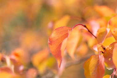 sonbaharda bir ağacın kırmızı yaprakları