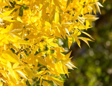 Sonbaharda ağaçta sarı yapraklar