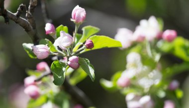 elma ağacı doğada çiçekler