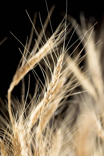 Espigas de trigo sobre un fondo negro —  Fotos de Stock