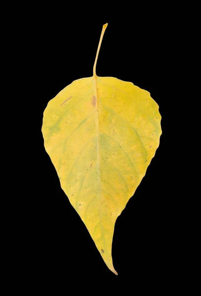 Yellow leaf on a black background — Stock Photo, Image
