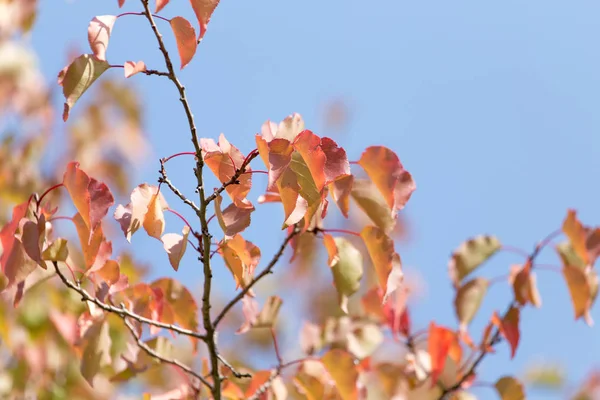 Red leaves on a tree in autumn — Stock Photo, Image