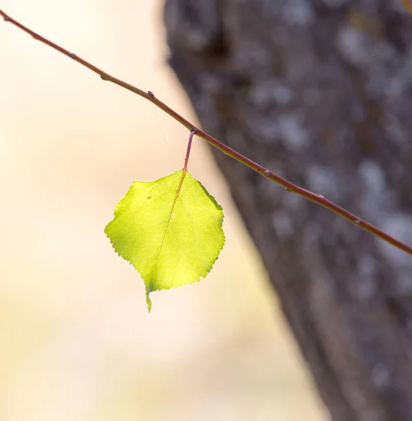 Gele bladeren aan de boom in de herfst — Stockfoto