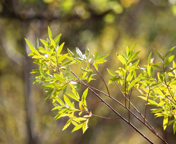 Hojas verdes en el árbol en la naturaleza — Foto de Stock