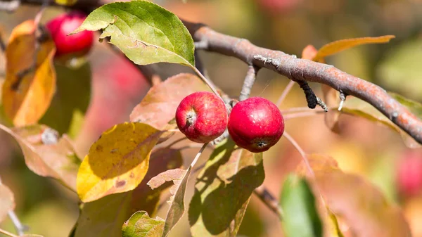 Manzana roja en el árbol en la naturaleza —  Fotos de Stock