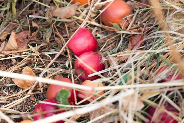 Appels op de grond in de natuur — Stockfoto