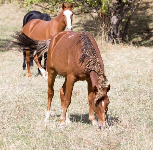 Un cavallo in un pascolo nella natura — Foto Stock
