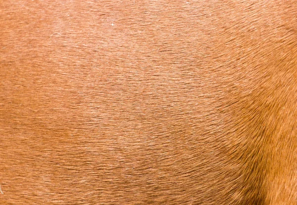 Background fur horse — Stock Photo, Image