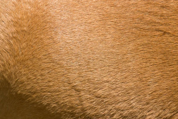 Background fur horse — Stock Photo, Image