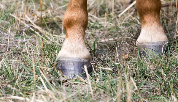 Копыта лошадей — стоковое фото