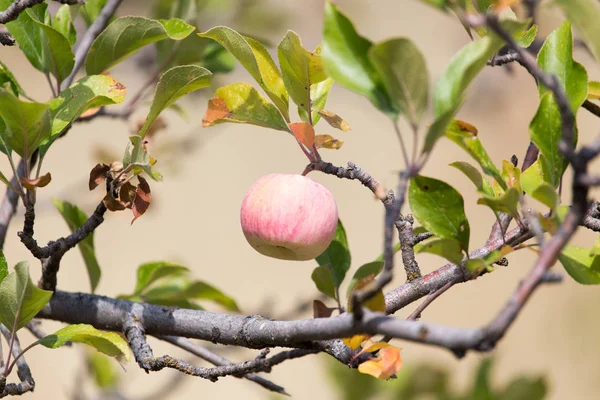 Pomme rouge sur l'arbre dans la nature — Photo