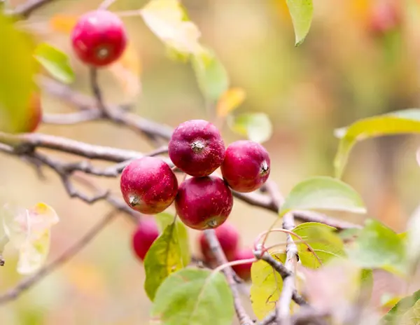 Rött äpple på trädet i naturen — Stockfoto