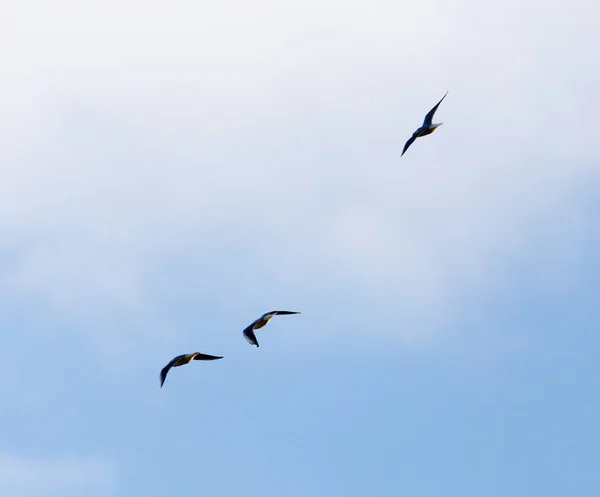 Ein Schwarm Vögel am Himmel — Stockfoto