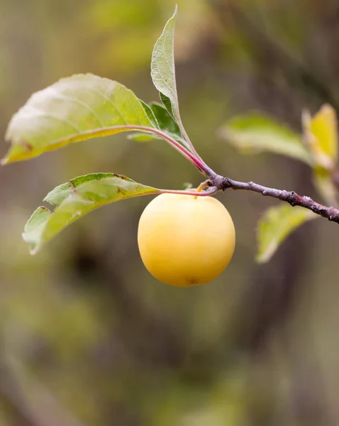 Manzana en el árbol en la naturaleza — Foto de Stock