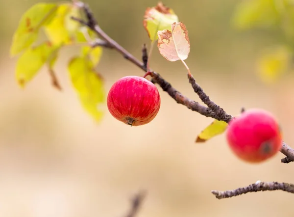 Roter Apfel am Baum in der Natur — Stockfoto