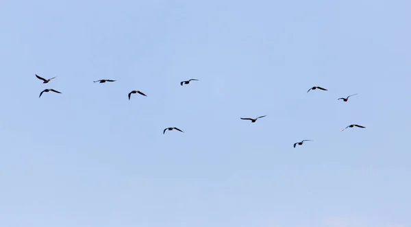 Una bandada de aves en el cielo — Foto de Stock