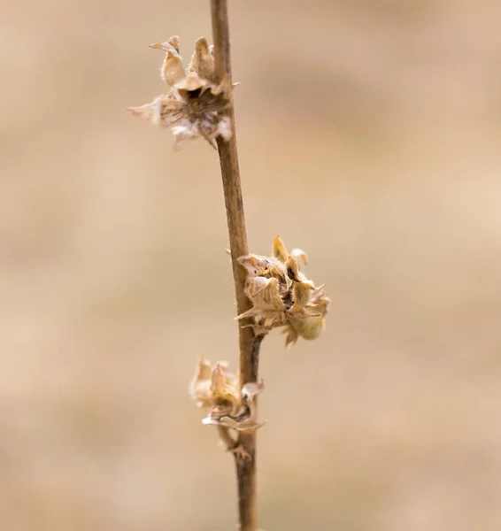 Planta espinhosa na natureza — Fotografia de Stock