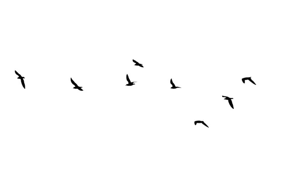 Uno stormo di uccelli su sfondo bianco — Foto Stock