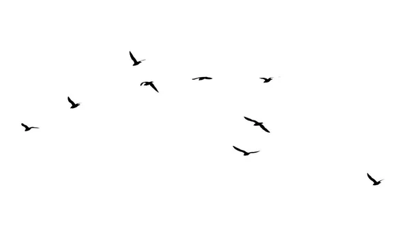 A flock of birds on a white background — Stock Photo, Image