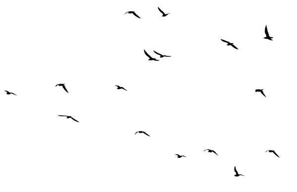 A flock of birds on a white background — Stock Photo, Image