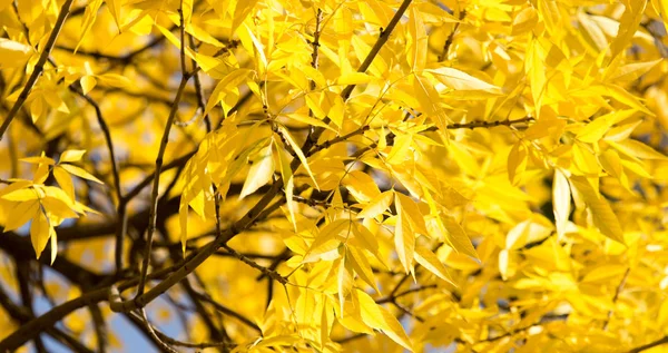 Hojas amarillas en el árbol en otoño — Foto de Stock